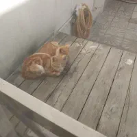 2گربه برادر 1 کیشون نیاز ب درمان داره