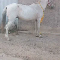 اسب|اسب و تجهیزات اسب‌سواری|نوبران, |دیوار