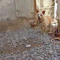 سگ پاکوتاه نژاد پامر