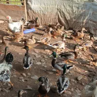 اردک کله سبز پروازی|حیوانات مزرعه|رشت, منظریه|دیوار