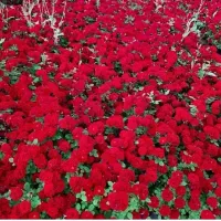 ریشه کنده رز هلندی و ساناز|گل و گیاه طبیعی|محلات, |دیوار