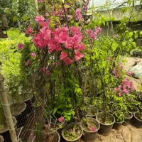 لاوسون شمشاد طلایی سیکاس پالم کاغذی محبوبه شب