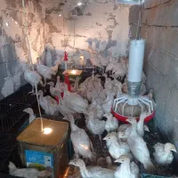 بوقلمون بیوتی دوماهه|حیوانات مزرعه|کلاردشت, |دیوار