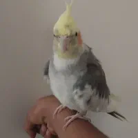 عروس هلندی نر