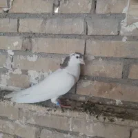 کبوتر پلاکی و دورگ