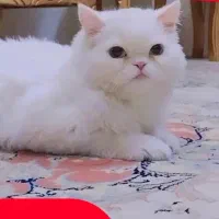 گربه پرشین