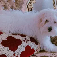 پاپی عروسکی(نر)|سگ|اصفهان, مهدی آباد|دیوار