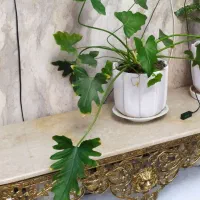 گل های آپارتمان باگلدان سرامیکی