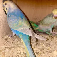 مرغ عشق رینبو اورجینال کمیاب با جوجه