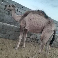 دو نفر شتر فروشی نهبندان