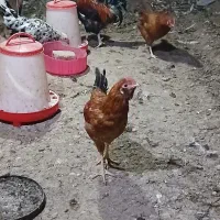 خروس گلین سفید نیمچه مرندی فریک لاری جوان|حیوانات مزرعه|آبیک, |دیوار