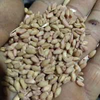 گندم کوهدشت