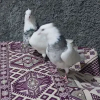 کبوتر|پرنده|لنجان, |دیوار