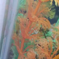 ماهی|ماهی|قزوین, |دیوار