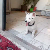 سگ شیواوا ماده گمشده (دزدیده شده)