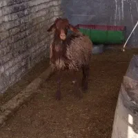 گوسفند ماده بره