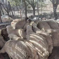 حیوانات
