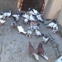 کفتر جوجه آس|پرنده|قم, کیوانفر|دیوار