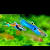 ماهی عکس دوم