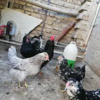 تخم مرغ نطفه دار گلین