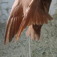 کبوترپرنده
