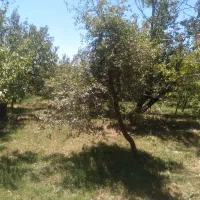 باغ گیلاس با انواع درختان متنوع