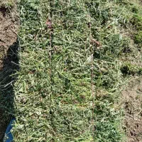 یونجه چین دوم|حیوانات مزرعه|اردبیل, |دیوار