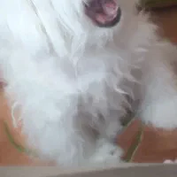 شیتزو نر|سگ|سهند, |دیوار