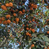 نارنگی یافا امشو ونارنج