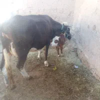 گاو گوساله جوان|حیوانات مزرعه|باوله, |دیوار