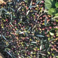 نهال های زیتون خوراکی پاکتی اصلاح شده باردار