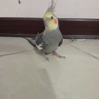 طوطی عروس هلندی