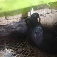 فروش یک جفت کبوتر سیاه آبادانی نوک سفید چشم سفید