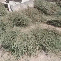 کاسنی خشک