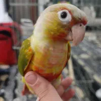 گرینچیک باهوش و نر|پرنده|ماهدشت, |دیوار