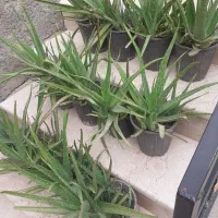 گل الوعه ورا|گل و گیاه طبیعی|گرگان, |دیوار