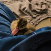 جوجه اردک سر حال