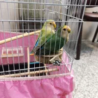 طوطی برزیلی (کوتوله)برزیلی