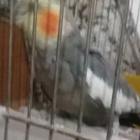 عروس هلندی نر