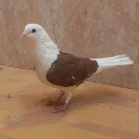 کفتر پشت سرخ