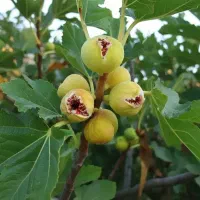 پخش انواع نهال های درجه یک با نژاد برتر|خدمات باغبانی و درختکاری|ابهر, |دیوار