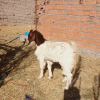 یک نری و یک گیسه چاق نزات مناسب کشتن نذر|حیوانات مزرعه|بم, |دیوار