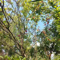 تعدادی درخت الوچه ترش وملس