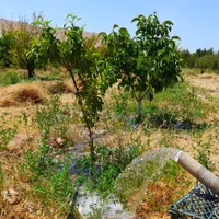 آبیابی پیشرفته