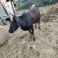 گاو به همراه گوساله