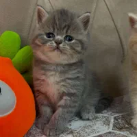 بچه گربه های کیوت میوت شیراز|گربه|شیراز, طلاب|دیوار