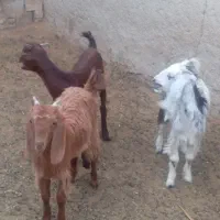 فروش کهره کولار