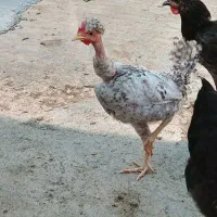 جوجه