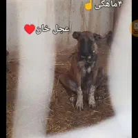 تولهسگگمکردمپایینشهر