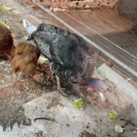 مرغ‌و‌بوقلمون